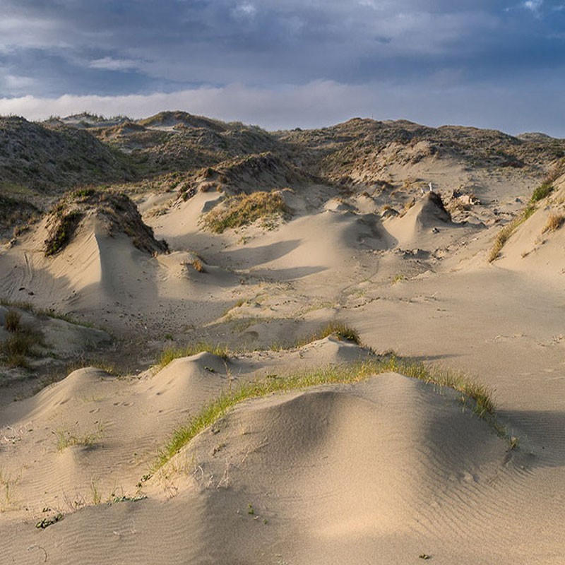 WHITE MANNA  "DUNE WORSHIP"